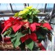 Poinsettia