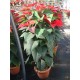 Poinsettia