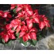 Poinsettia