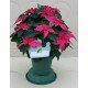 Poinsettia