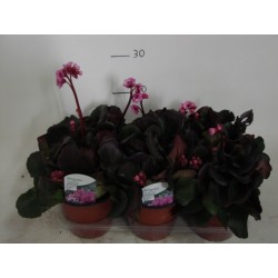 Bergenia Cordifolia