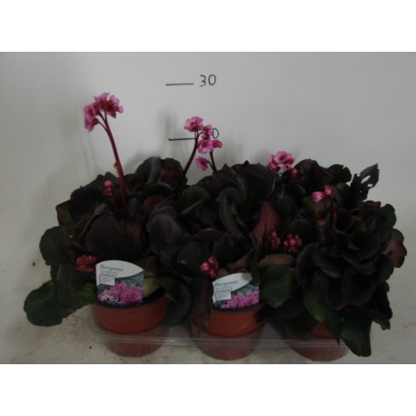 Bergenia Cordifolia