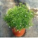 Gypsophila