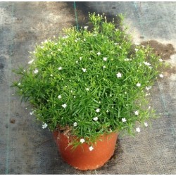 Gypsophila