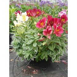 Alstroemeria 