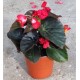 Begonia