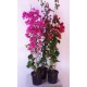 Bougainvillae