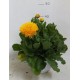 Calendula