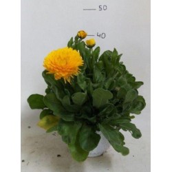 Calendula