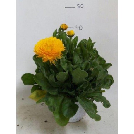 Calendula