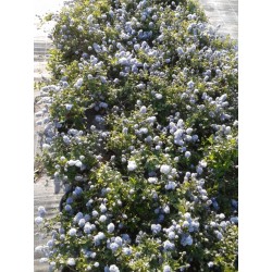 Ceanothus