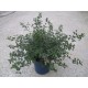 Ceanothus