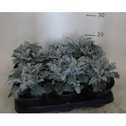 Cineraria Marittima