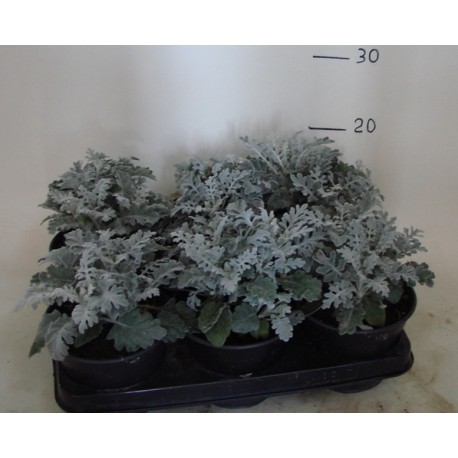 Cineraria Marittima