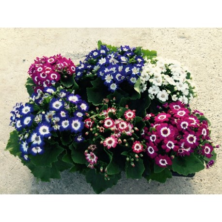 Cineraria