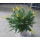 Cytisus