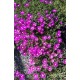 Delosperma cooperi