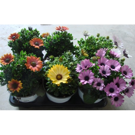 Osteospermum