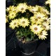 Osteospermum