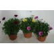 Osteospermum