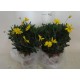 Euryops