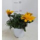 Gazania