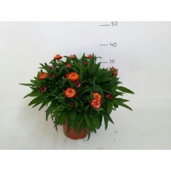Helichrysum Bracteatum