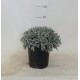 Helichrysum Orientale