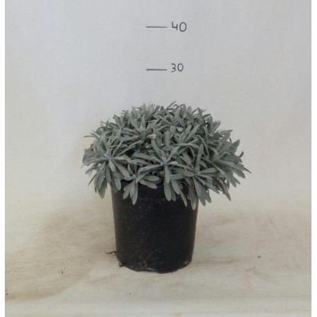 Helichrysum Orientale