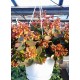 Kalanchoe