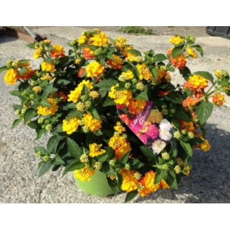 Lantana