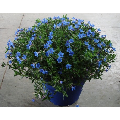 Lithodora