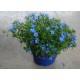 Lithodora