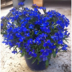 Lobelia