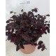 Loropetalum