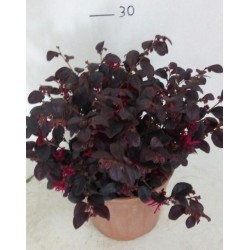 Loropetalum