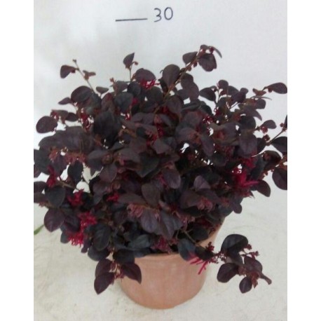 Loropetalum