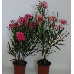 Nerium Oleander