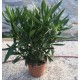 Nerium Oleander