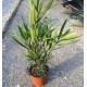 Nerium Oleander