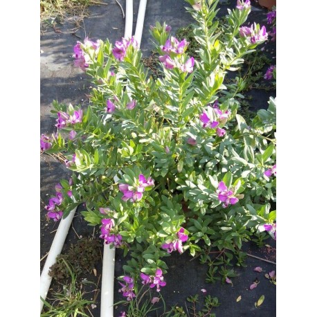 Polygala