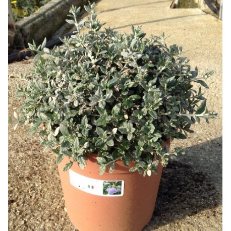 Teucrium