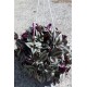 Tradescantia