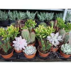 Pots pour plantes grasse et cactus ALPAGA – ecovi