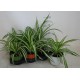 Falangium or Chlorophytum