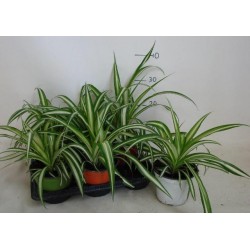 Falangium or Chlorophytum