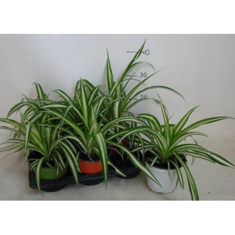 Falangium ou Chlorophytum