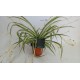 Falangium or Chlorophytum