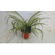 Falangium ou Chlorophytum