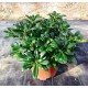 Pittosporum